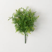 Load image into Gallery viewer, FEATHERY GREEN RUSCUS BUSH
