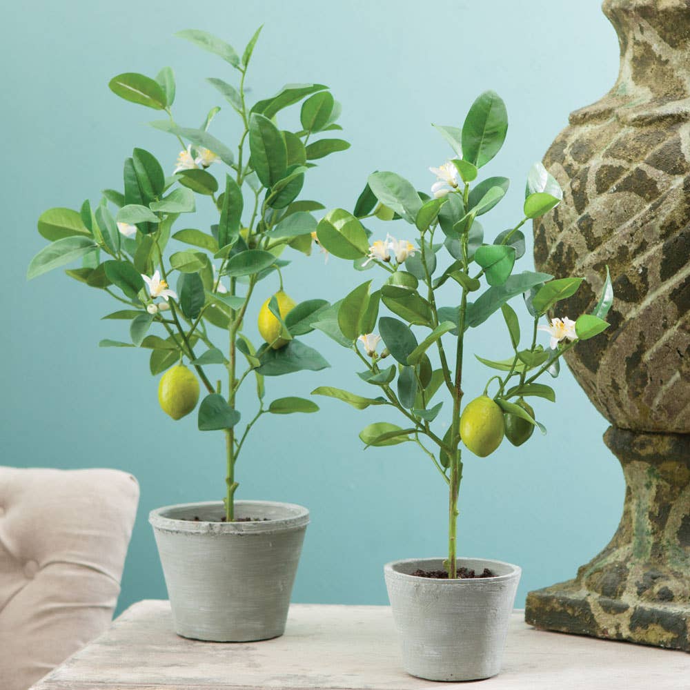Lemon Topiary Potted 24