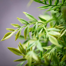 Load image into Gallery viewer, FEATHERY GREEN RUSCUS BUSH
